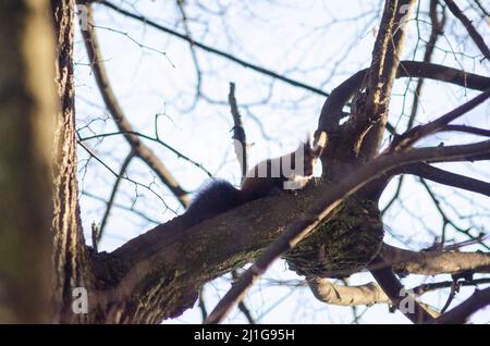 Uno scoiattolo rosso eurasiatico (Sciurus vulgaris) su un albero nelle foreste dei Monti Capatiani in Romania. Alcuni di questi scoiattoli rossi sono noti a. Foto Stock