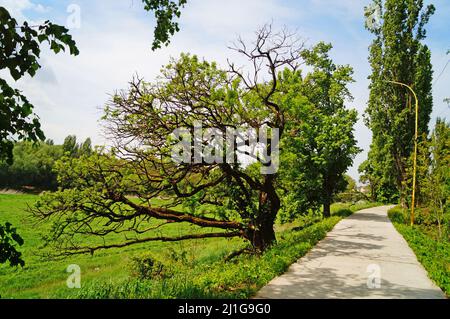 Parco a Uzhgorod con bei sentieri di alberi verdi e erba in una giornata di primavera Foto Stock