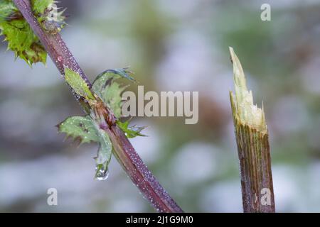 Verbiss durch Reh, Reh-Wild, Spuren der Nahrungssuche, Verbiss-Schaden, Capreolus capreolus, capriolo Foto Stock