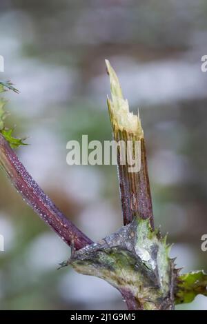 Verbiss durch Reh, Reh-Wild, Spuren der Nahrungssuche, Verbiss-Schaden, Capreolus capreolus, capriolo Foto Stock