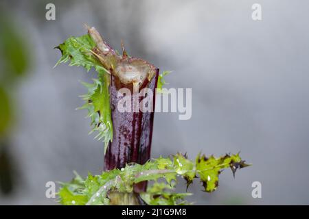 Verbiss durch Reh, Reh-Wild, Spuren der Nahrungssuche, Verbiss-Schaden, Capreolus capreolus, capriolo Foto Stock