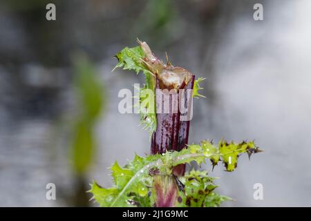 Verbiss durch Reh, Reh-Wild, Spuren der Nahrungssuche, Verbiss-Schaden, Capreolus capreolus, capriolo Foto Stock