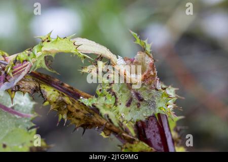 Verbiss durch Reh, Reh-Wild, Spuren der Nahrungssuche, Verbiss-Schaden, Capreolus capreolus, capriolo Foto Stock