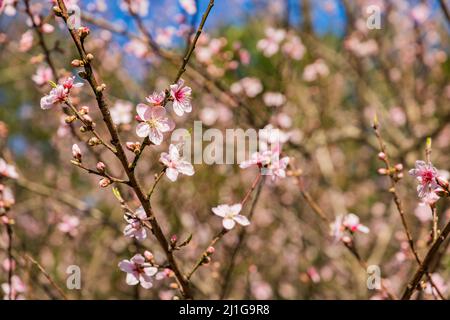Primo piano di fiori di ciliegio ad Arlansas Foto Stock