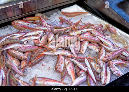 Triglie rosse a righe al mercato del pesce - mercato di mezzo, Bologna Italia Foto Stock