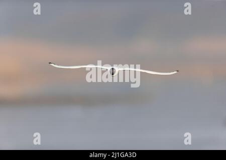 Gull testa nera (Larus ridibundus) piumaggio estivo adulto volo testa su, Suffolk, Inghilterra, marzo Foto Stock