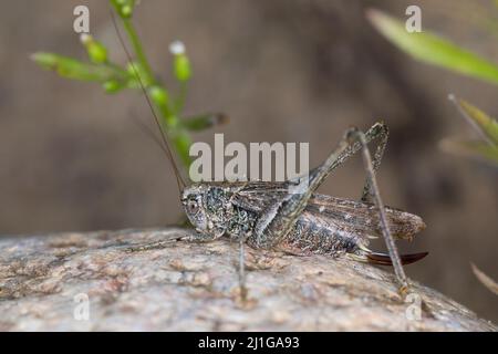 Westliche Beißschrecke, Westliche Beissschrecke, Weibchen, Platycleis albopunctata albopunctata, Platycleis albopunctata, Platycleis denticulata, Grigio Foto Stock