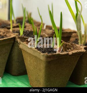 Cipolle verdi che crescono piantate in un contenitore di torba a casa sul davanzale Foto Stock