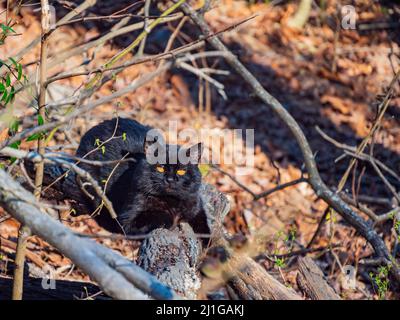 Primo piano di gatto nero carino in Arkansas Foto Stock