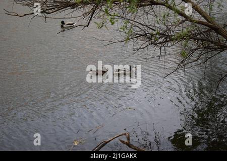 Una bella foto di tre simpatiche anatre che nuotano nel lago, riflessione d'acqua, luce del giorno. Tre anatre appese sul lago. Foto Stock