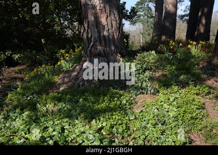 Daffodils selvaggi di Scots Pine Trees Wisley RHS Garden Surrey Inghilterra Foto Stock