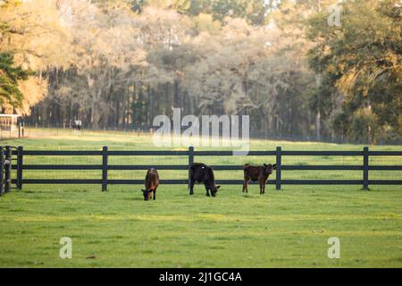 Giovani mucche di bestiame in un piccolo ranch o fattoria Foto Stock