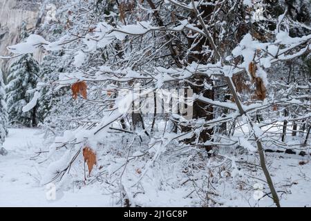 Alberi coperti di neve dopo una tempesta nel Parco Nazionale di Yosemite Foto Stock