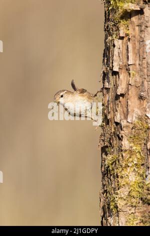 Eurasian Wren (Troglodytes troglodytes) maschio adulto arroccato su tronco con muschio in becco per nido costruzione, Suffolk, Inghilterra, aprile Foto Stock