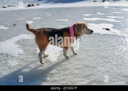 Vecchio cane Beagle con sciarpa rosa, a piedi sul lago ghiacciato Foto Stock