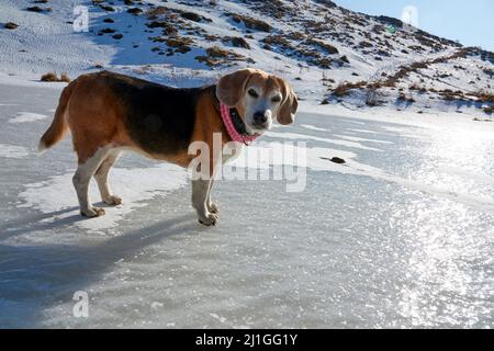 Vecchio cane Beagle con sciarpa rosa, a piedi sul lago ghiacciato Foto Stock