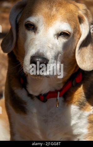 Stanco e annoiato vecchio cane beagle seduto in attesa Foto Stock