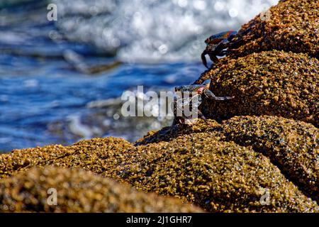 Una messa a fuoco poco profonda di veri granchi e un granchio di costa viola su rocce bagnate da acqua blu sfocata Foto Stock