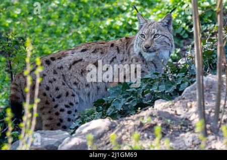 Lynx europeo orologi preda; lynx lynx. Karlsruhe, Germania, Europa Foto Stock