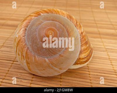 Guscio di una lumaca di mare da vicino Foto Stock