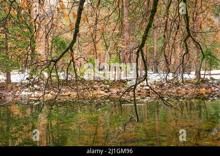 Vista sul fiume Merced e sugli alberi circostanti in inverno, Parco Nazionale di Yosemite Foto Stock