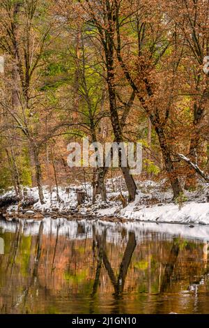 Vista sul fiume Merced e sugli alberi circostanti in inverno, Parco Nazionale di Yosemite Foto Stock