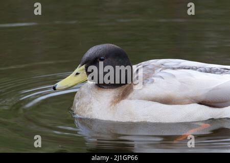 Un ibrido maschio di Mallard anatra (Anas platyrhynchos) sull'acqua con le gambe e i piedi arancioni Foto Stock