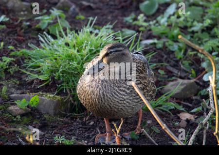 femmina d'anatra mallard addormentato sulla riva del fiume con erba sullo sfondo Foto Stock