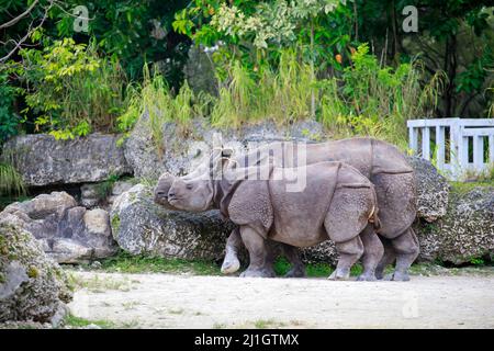 Un rinoceronte indiano (rinoceros unicornis) con la sua madre allo Zoo di Hellabrunn a Monaco di Baviera, Germania Foto Stock