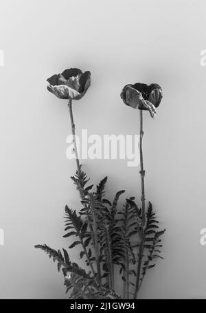 due papaveri contro un fondo semplice che cresce attraverso una rottura Foto Stock