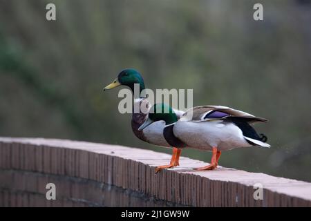 Due anatre di Mallard (Anas platyrhynchos) in piedi su un muro di mattoni con uno sfondo verde Foto Stock