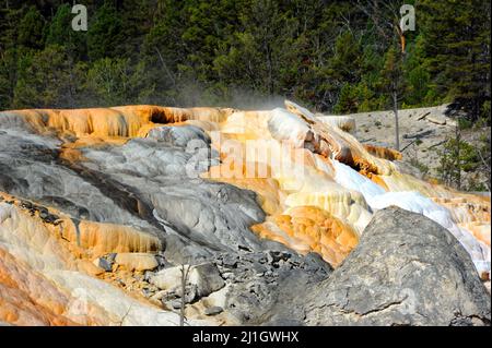 Il vapore sorge dalle sorgenti termali di Mammoth nel Parco Nazionale di Yellowstone. Le terrazze colorate sono colorate con una miscela di bianco, grigio e arancione. Foto Stock