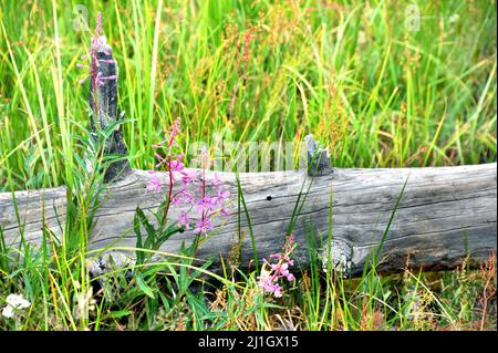 In un prato del Parco Nazionale di Yellowstone si trova un ceppo intemperiato e marcio. I fiori rosa aggiungono nuova crescita oltre a vecchi e morenti. Foto Stock