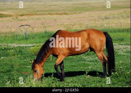 Il cavallo mangia in pascolo con recinzione e vecchia ruota del carro. Pascolo è in Paradise Valley, Montana. Foto Stock