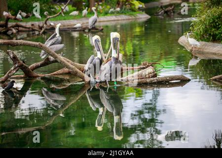 Un fuoco selettivo sparato di pellicani allo zoo Foto Stock