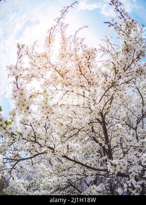 Fantastico frutteto di mele illuminato dalla luce del sole. Albero di frutta nel mese di aprile. Scena pittoresca e splendida. Luogo luogo Ucraina, Europa. Mondo di bellezza. Foto Stock