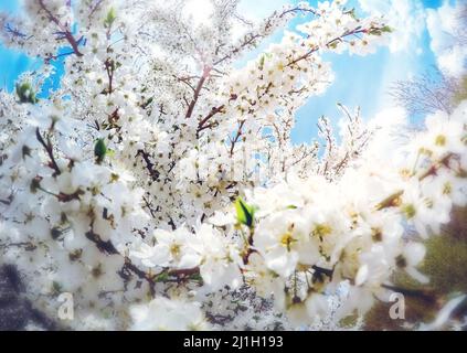 Fantastico frutteto di mele illuminato dalla luce del sole. Albero di frutta nel mese di aprile. Scena pittoresca e splendida. Luogo luogo Ucraina, Europa. Mondo di bellezza. Foto Stock