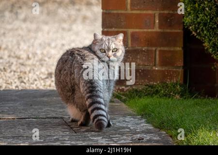 Una femmina grigia a righe di gatto britannico shorthair che torna a guardare la fotocamera Foto Stock