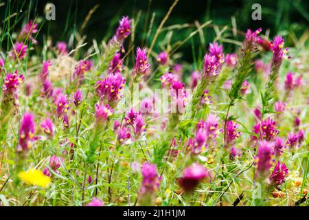 Bella vista dei fiori rossi alpini vicino a luce solare. Scena pittoresca e splendida. Effetto filtro morbido. Immagine artistica. Mondo di bellezza. Foto Stock