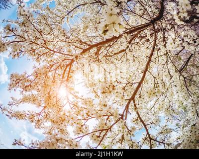 Fantastico frutteto di mele illuminato dalla luce del sole. Albero di frutta nel mese di aprile. Scena pittoresca e splendida. Luogo luogo Ucraina, Europa. Mondo di bellezza. Foto Stock