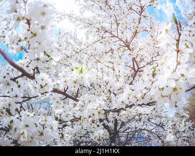 Fantastico frutteto di mele illuminato dalla luce del sole. Albero di frutta nel mese di aprile. Scena pittoresca e splendida. Luogo luogo Ucraina, Europa. Mondo di bellezza. Foto Stock