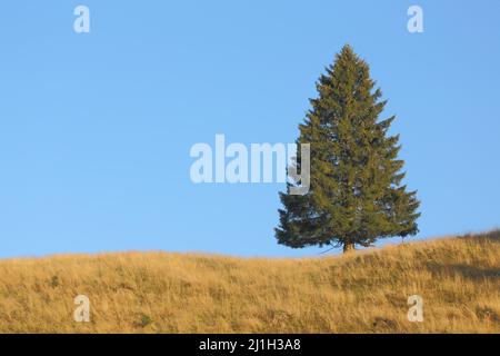 Abete rosso (Picea abies) Norvegia nel Parco Nazionale di Harz, bassa Sassonia, Germania Foto Stock