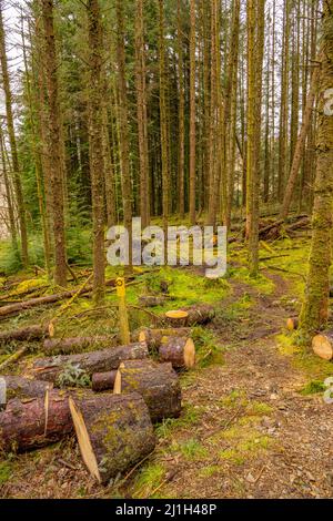 Alberi caduti sul sentiero a Coed Cymerau riserva naturale che è un SSSI per il suo ambiente temperato foresta pluviale Foto Stock