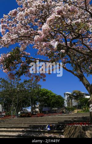 Poui rosa (Tabebuia rosea), albero tropicale di fronte alle scale con una persona che prende un pisolino sotto l'ombra dell'albero Foto Stock