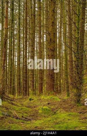 Alberi sul sentiero a Coed Cymerau riserva naturale che è un SSSI per il suo ambiente temperato foresta pluviale Foto Stock