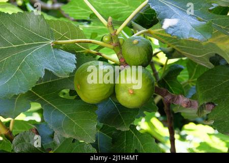 Fichi in agricoltura e raccolto. Frutta crescente in giardino in primavera. Dolci in campagna. Foto Stock