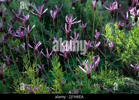 Butterfly lavanda Foto Stock