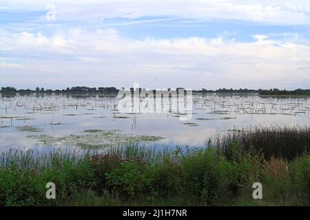 Wytyczno, Polesie Polesia Polesien, Poleski Park Narodowy, Polska, Polen, Polonia, Jezioro Wytyckie; piante acquatiche sulla superficie del lago, 水葱属 See Foto Stock