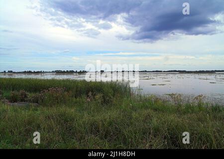 Wytyczno, Polesie Polesia Polesien, Poleski Park Narodowy, Polska, Polen, Polonia, Jezioro Wytyckie; piante acquatiche sulla superficie del lago, 水葱属 See Foto Stock