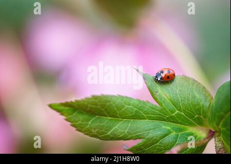 Ladybird / Ladybug (Coccinellidae) poggiato su una foglia di hellebore rosa sullo sfondo Foto Stock